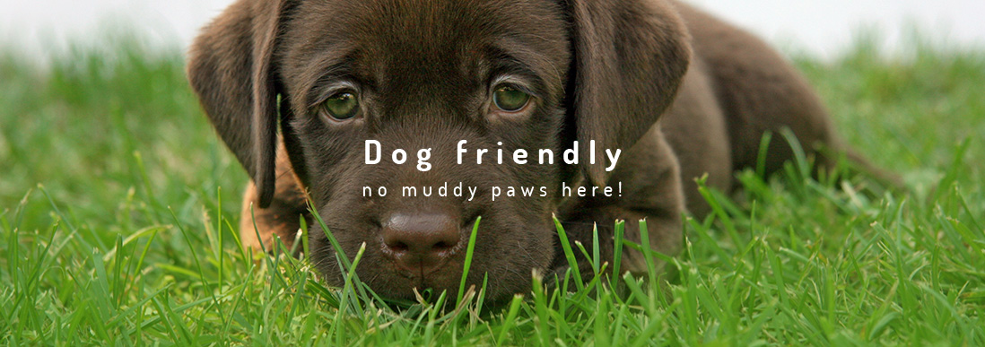 Pet Friendly Artificial Lawns and Grass