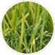A close-up shot of some artificial grass