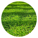 lifestyle-grass