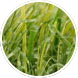 A close-up shot of some artificial grass