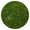 spruce-grass